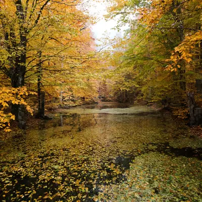 Colors Of Nature #2