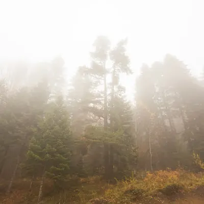 Colors Of Nature #4