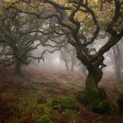 A Dartmoor Dream