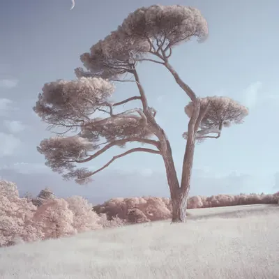 DANCING IN THE MOONLIGHT