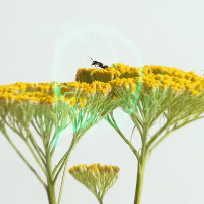 IA_08