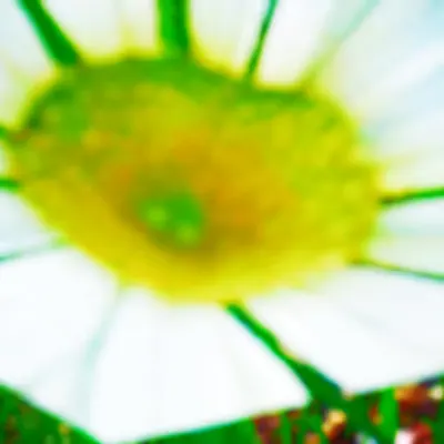2024 12 27 13 43 20 3751907 (Daisy)