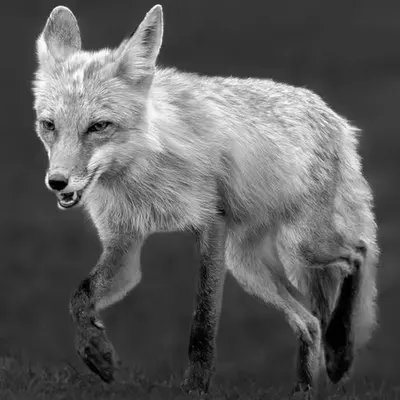 Fleeting Grace