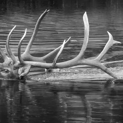 Crowned by Water