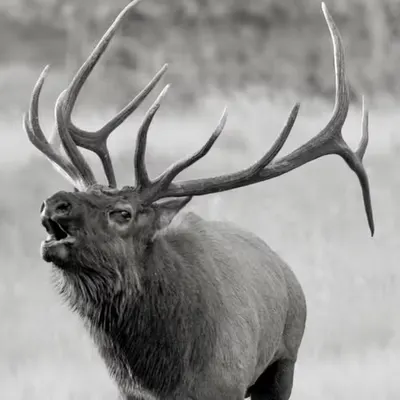 Sound of the Wild