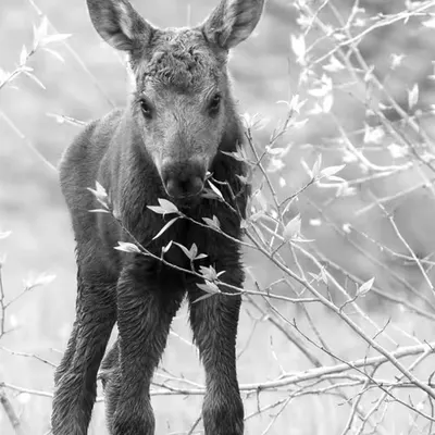 The Calf and the Willows