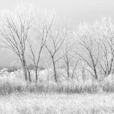 Silvered Ground