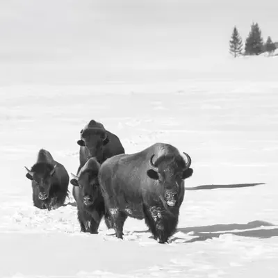 The Resilient Herd