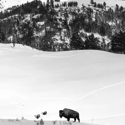 The Winter Keepers
