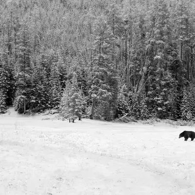 Beneath the Cathedral Pines 