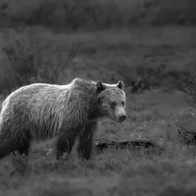 The Wild Spirit