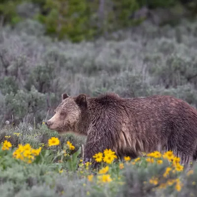 Bear Market