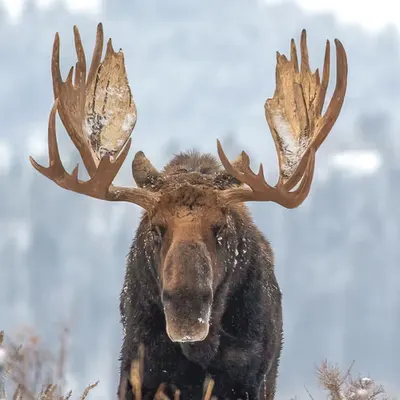 Majestic #1/40