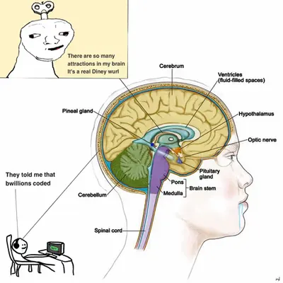 pineal gland