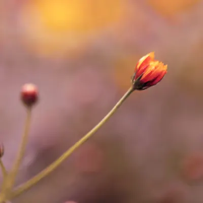 Flora 10