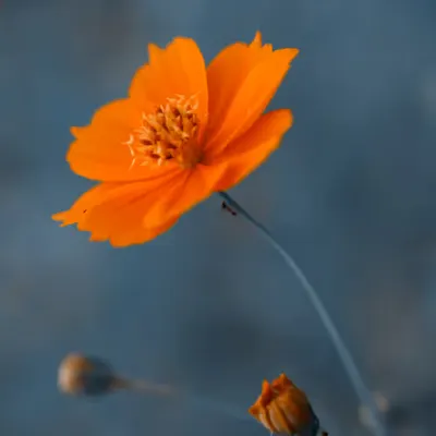 Flora 11