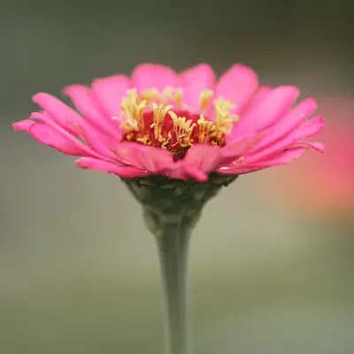 Flora 12