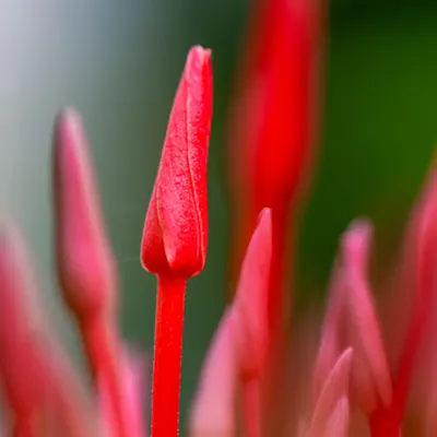 Flora 13