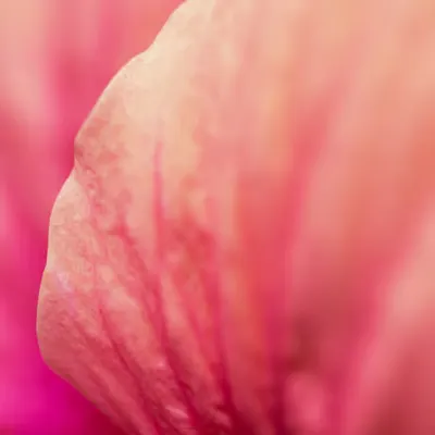 Flora 14