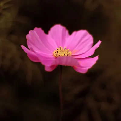 Flora 15