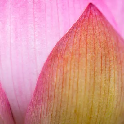 Flora 16