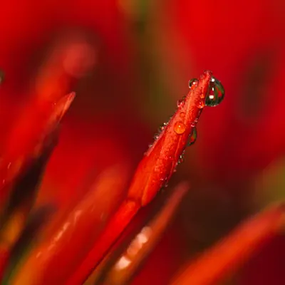 Flora 17