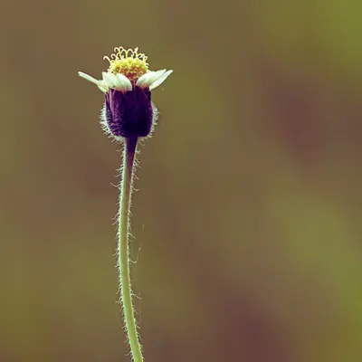 Flora 18