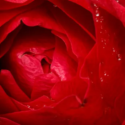 Flora 19