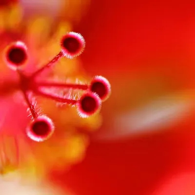 Flora 2