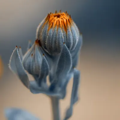 Flora 20