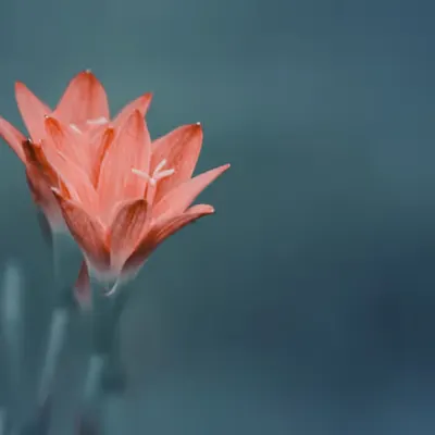Flora 21