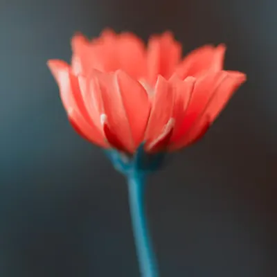 Flora 22