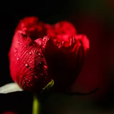 Flora 23
