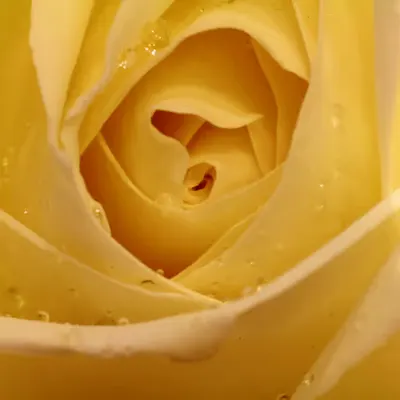 Flora 24
