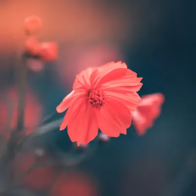 Flora 25