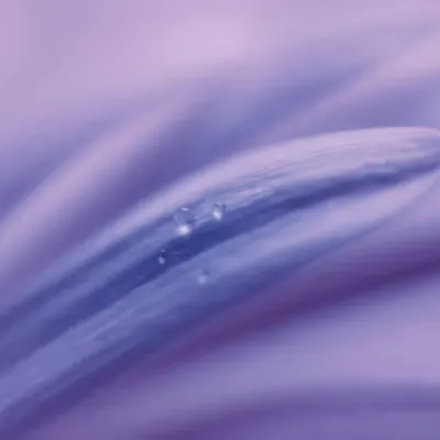 Flora 26