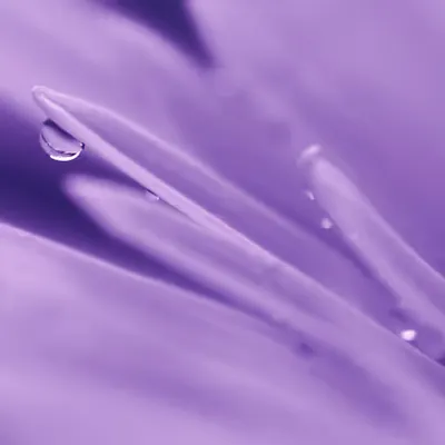 Flora 27