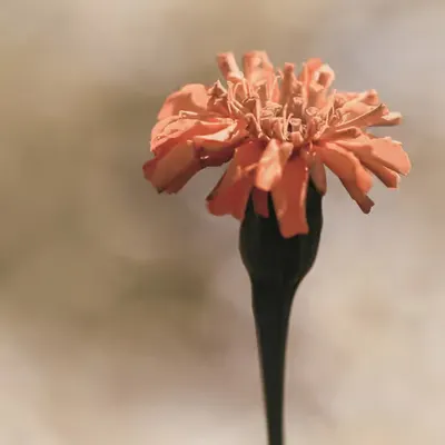 Flora 28