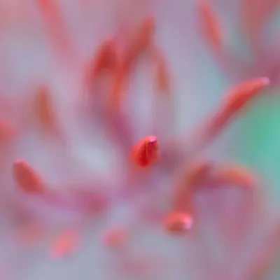 Flora 29