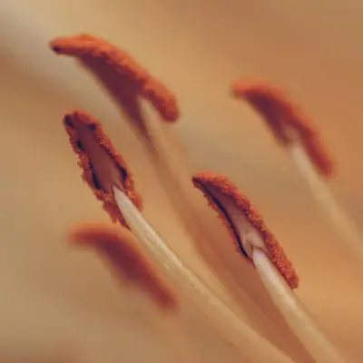 Flora 3