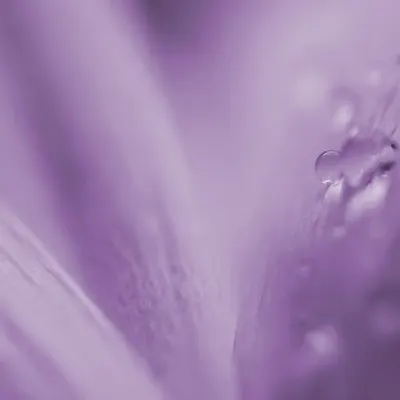 Flora 31