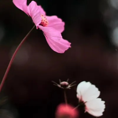 Flora 32
