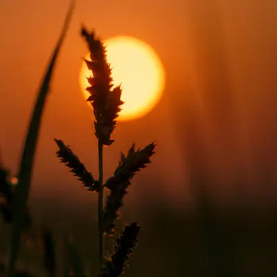 Sunrise - Nature's First Light