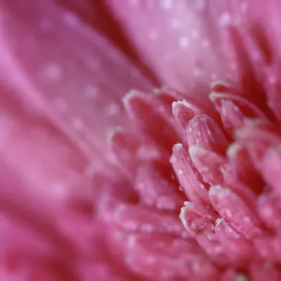 Flora 4