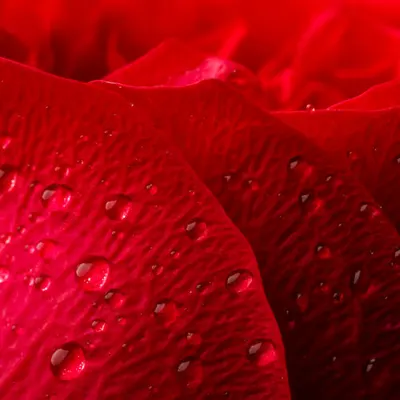 Flora 5