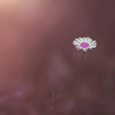 Flora 6