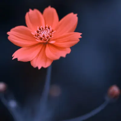 Flora 7