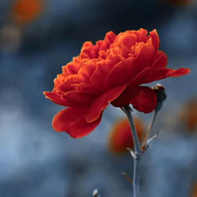 Flora 8