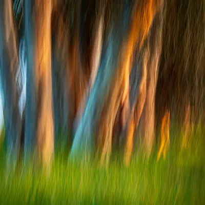 Morning Light