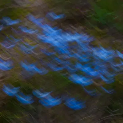 Flight of the Blues